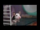 Японская танцующая мышь