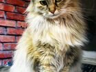 Кошечка Флаффи сибирской породы 1,5 года объявление продам
