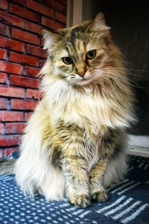 Кошечка Флаффи сибирской породы 1,5 года