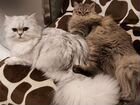 Кошка персидская, тип классика объявление продам