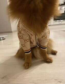 Одежда для собаки Gucci