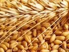 Пшеница ячмень кукуруза