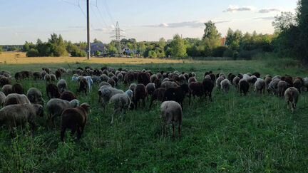 Овцы, бараны, ягнята и козы - фотография № 8