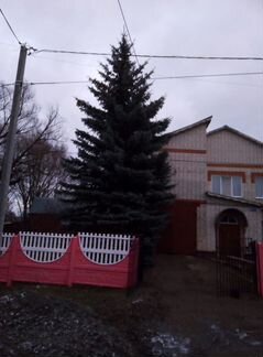 Голубая ель на Новый год