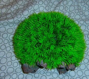 Растения для аквариума