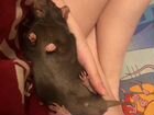 Крысы объявление продам