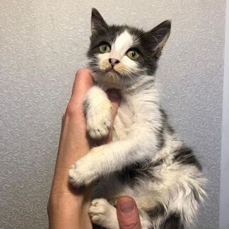 Котенок с изумрудными глазами ждёт добрых хозяев