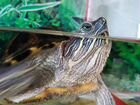 Красноухая Черепаха с аквариумом.п.Гидростроитель