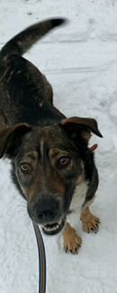 Собака редкого тигрового окраса