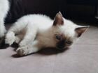 Тайские-сиамские котята объявление продам