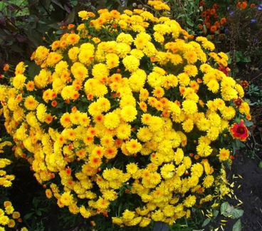 Саженцы Хризантем для сада и дачи