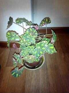 Цветок -бегония