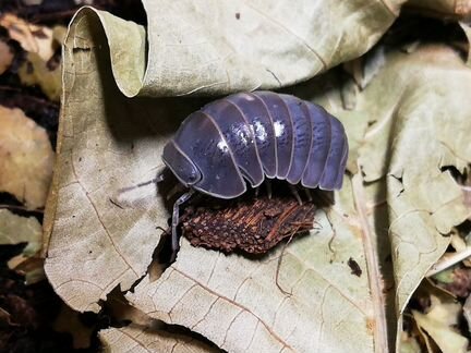 Мокрицы