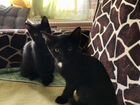 Котята черные