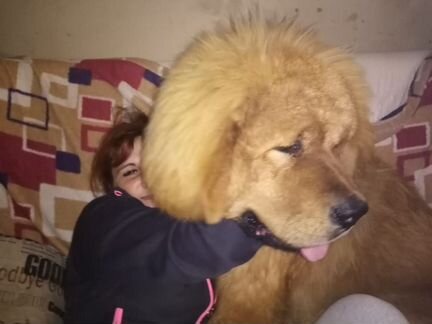 Собака